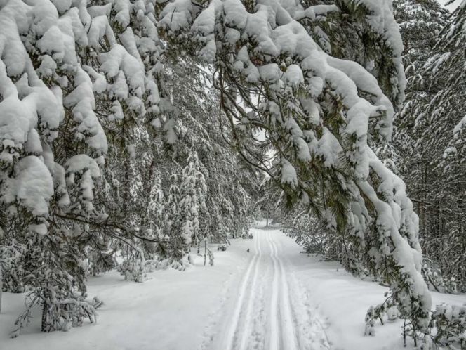 Зимний пейзаж. Завьяловский район. Сайт газеты "Светлый путь"