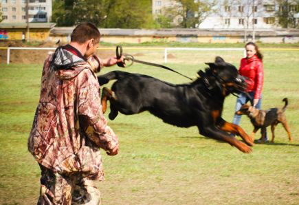 На алтайском ипподроме состоялись соревнования по спортивно-прикладному собаководству "Хвостатый полк" (фото).