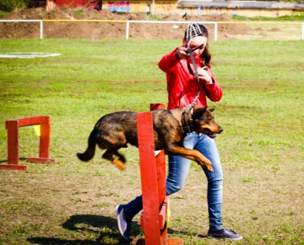 На алтайском ипподроме состоялись соревнования по спортивно-прикладному собаководству "Хвостатый полк" (фото).