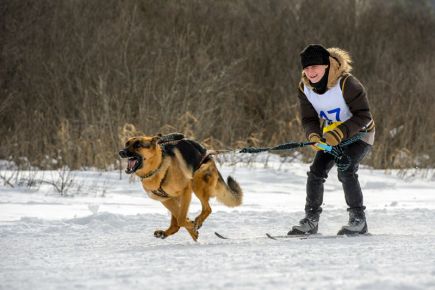 23 февраля на барнаульском ипподроме пройдут соревнования «След-2015».