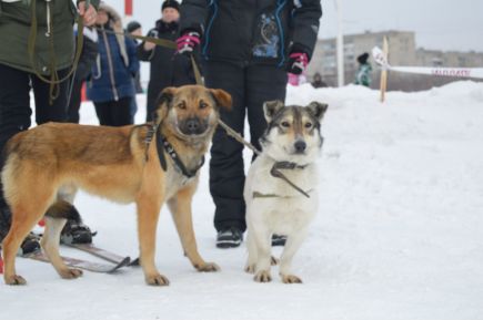 На краевом ипподроме прошли любительские соревнования «След-2015» (фото).