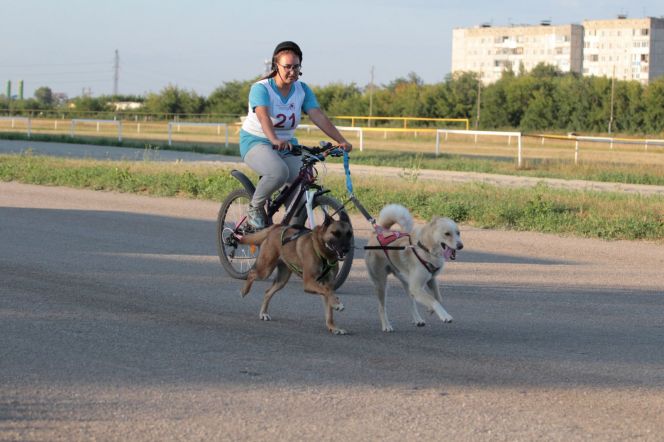 На Барнаульском ипподроме состоялись соревнования по байкджорингу «След-2021»