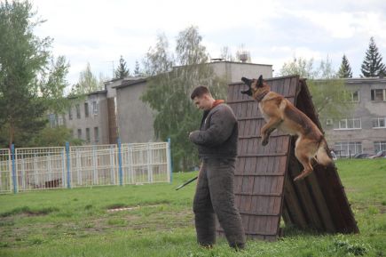 В Барнауле состоялись соревнования по спортивно-прикладному собаководству "Хвостатый полк" (фото).