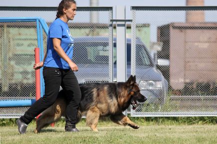 В Новоалтайске прошел чемпионат  края по национальным видам дрессировки.