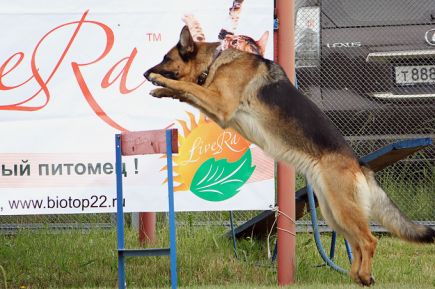 В Новоалтайске прошел чемпионат  края по национальным видам дрессировки.