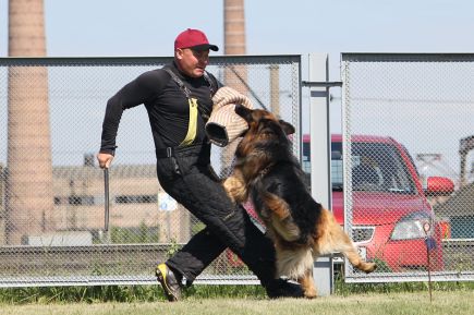 В Новоалтайске прошел чемпионат  края по национальным видам дрессировки.