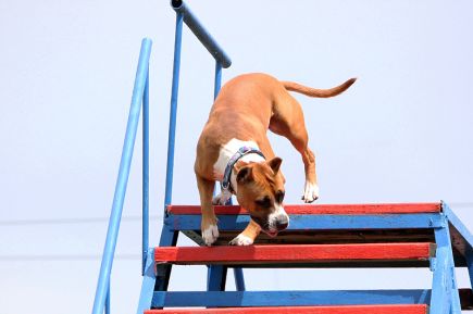 В Новоалтайске прошел чемпионат  края по национальным видам дрессировки.