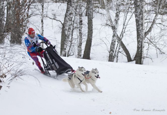 Нарты, кубки, два хвоста. Сергей Васильев из ЦЕС Altai Spirit успешно выступил на двух кубковых гонках