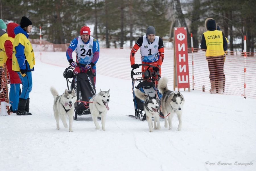Нарты, кубки, два хвоста. Сергей Васильев из ЦЕС Altai Spirit успешно выступил на двух кубковых гонках