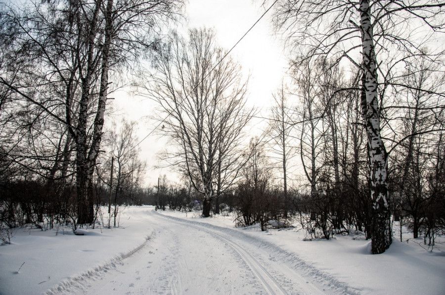 Лыжня в Залесово. Фото: Дмитрий Лямзин
