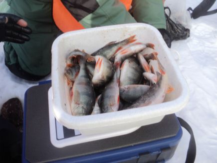 Рыболовы Солонешенского района - победители XXXI зимней олимпиады сельских спортсменов Алтая в соревнованиях по рыболовному спорту.