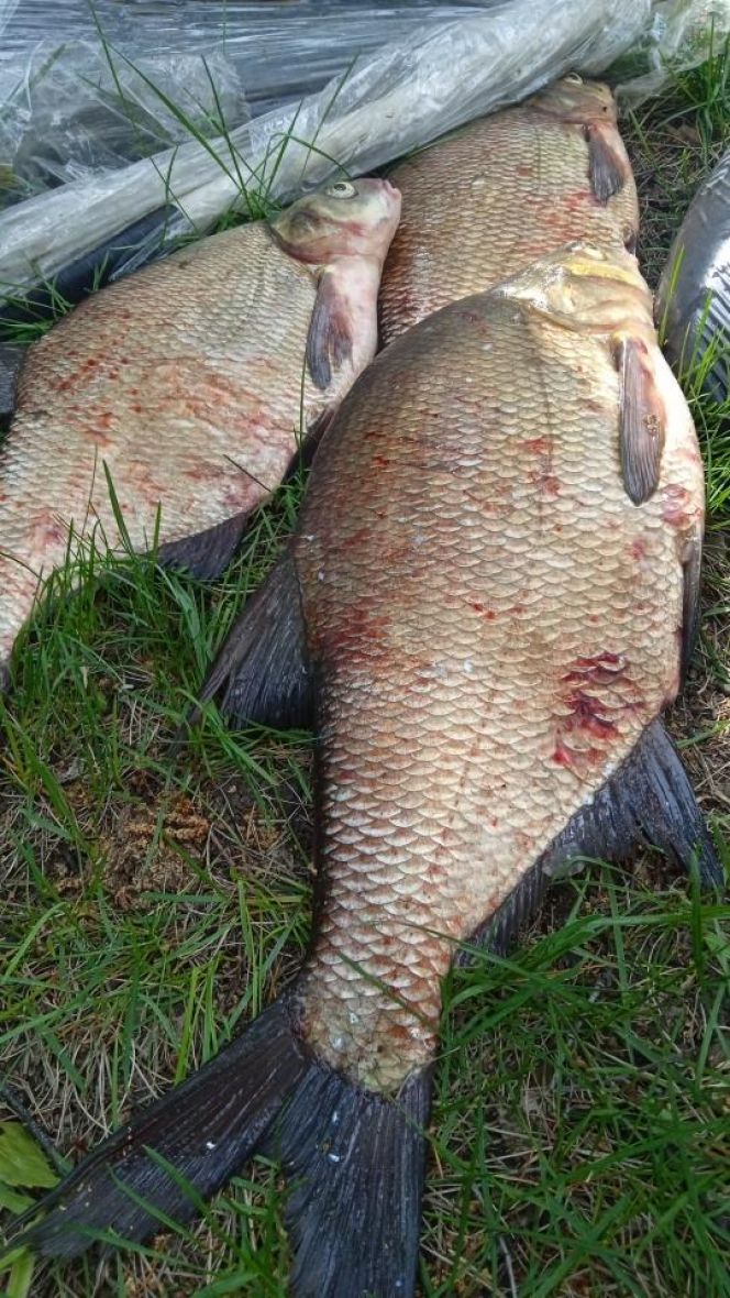 Сорочинские лещи. Из улова участников соревнований. Фото: Алтайский рыболовный клуб