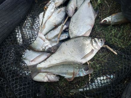 Фото: Алтайский рыболовный клуб