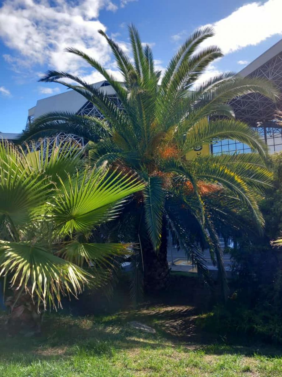 В Барнауле уже холодно, а в Адлере по-прежнему тепло и зелено. Тренироваться одно удовольствие! Фото: "Алтайский спорт"