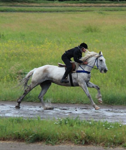 За медалями на лошадях