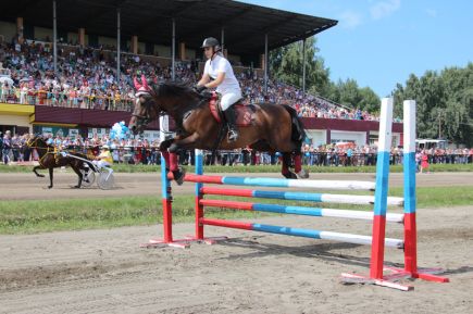 На барнаульском ипподроме прошли «Кубок губернатора Алтайского края» и фестиваль орловского рысака «Сибирь-2016» (фото).