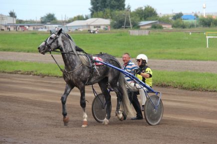 На барнаульском ипподроме прошли «Кубок губернатора Алтайского края» и фестиваль орловского рысака «Сибирь-2016» (фото).