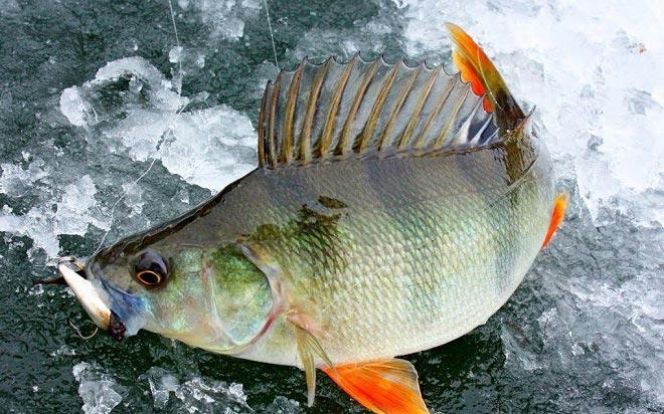 24 марта. Курьинский район, озеро Белое. Краевые соревнования по ловле на блесну со льда