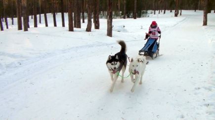 В Барнауле прошёл первый этап Кубка России по гонке-буксировке и Кубок на призы зоомаркета «Альф» в состязаниях упряжек.