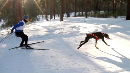 В Барнауле прошёл первый этап Кубка России по гонке-буксировке и Кубок на призы зоомаркета «Альф» в состязаниях упряжек.