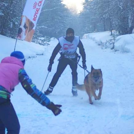 Алтайские кинологи-спортсмены - победители и призёры II этапа Кубка России по гонке-буксировке.