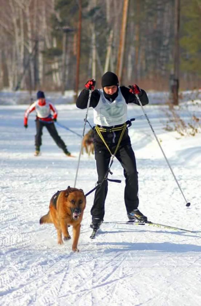 Алтайские кинологи-спортсмены – победители и призёры чемпионата, первенства и финала Кубка России.