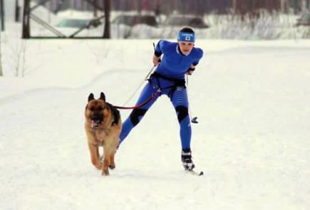 Алтайские кинологи-спортсмены – победители и призёры чемпионата, первенства и финала Кубка России.