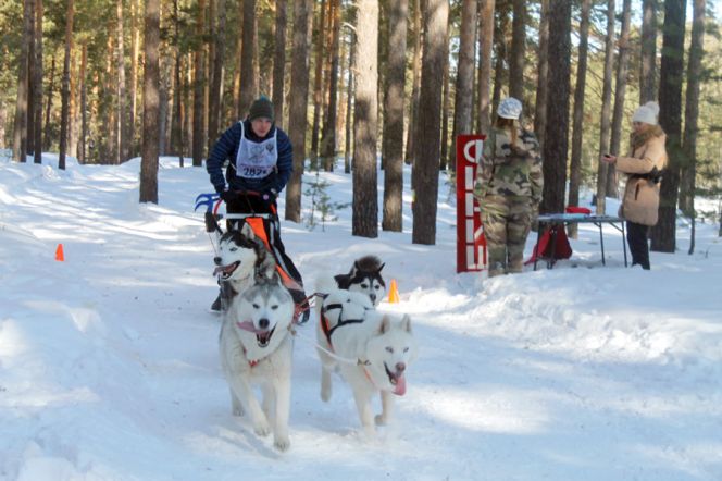 На барнаульской «Трассе здоровья» разыграли Кубок Алтайского края «Сибирские капели-2017» по гонке-буксировке лыжника и гонке на собачьих упряжках.