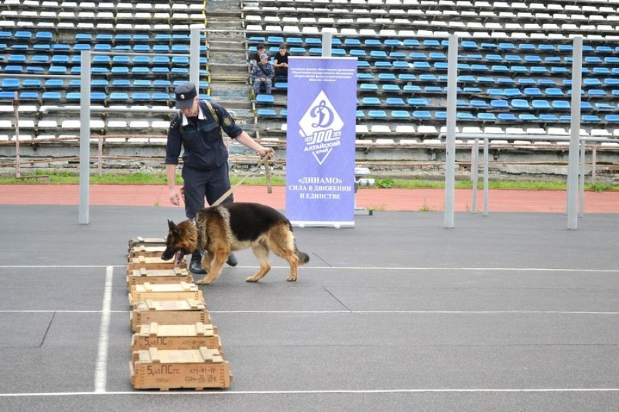 Фото: Алтайская краевая организация ВФСО "Динамо"