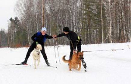 Алтайские кинологи-спортсмены – победители и призёры чемпионата, первенства и финала Кубка России.