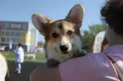 Баста здесь: кого можно было увидеть на всероссийской выставке собак в Барнауле