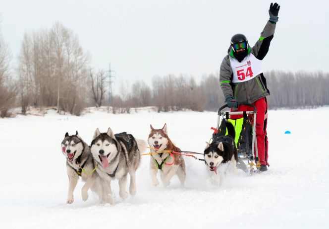 База спортшколы имени Константина Костенко приняла этап Кубка России по гонке на собачьих упряжках