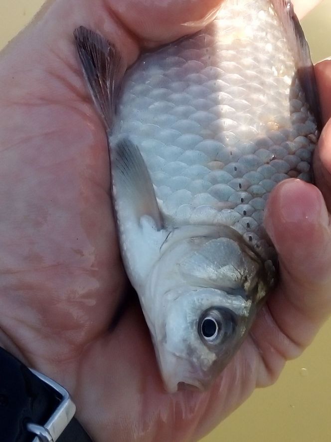 Краевые соревнования по рыбной ловле на поплавочную удочку среди лиц с ОВЗ. Барнаул. 22 июня