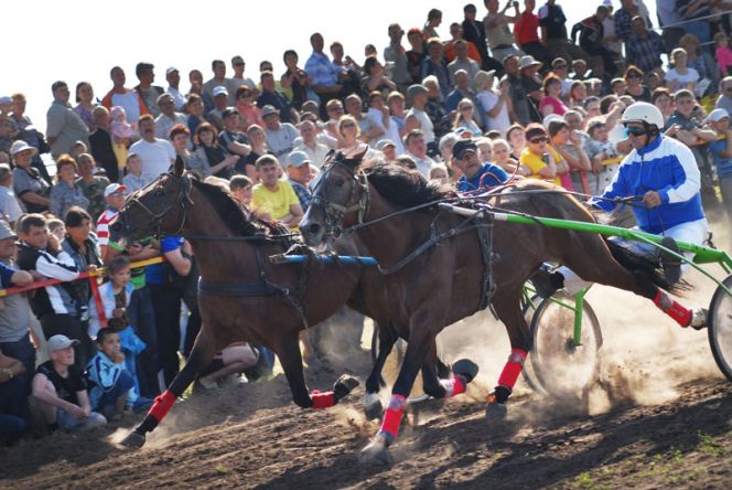 Волчиха в ожидании олимпийцев