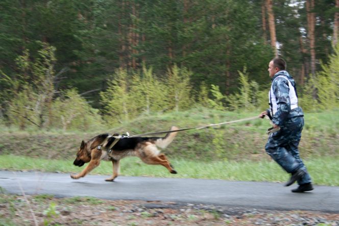 Шесть ног и хвост