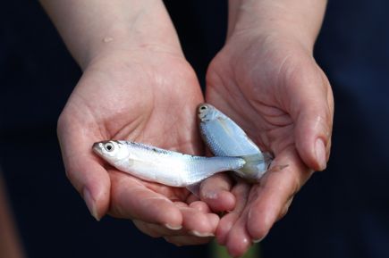 Женская команда комитета администрации Алтайского края по финансам, налоговой и кредитной политике выиграла ежегодные соревнования госслужащих Алтая по ловле рыбы поплавочной удочкой (фото).