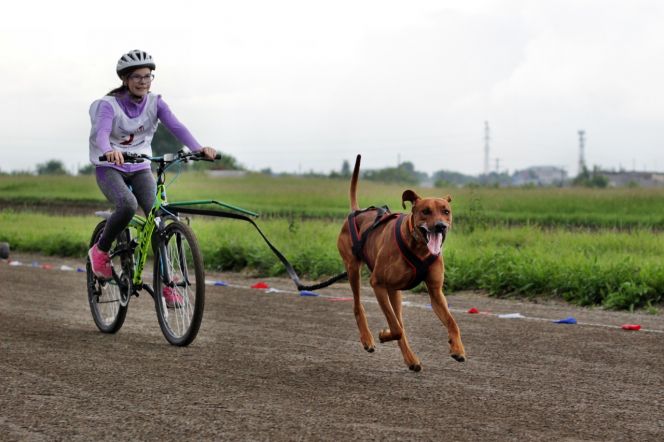 В Барнауле в рамках любительских кинологических соревнований «След-2019» состоялось 49 стартов в байкджоринге