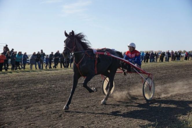 Закрытие скакового сезона 2019 прошло в Суворовке
