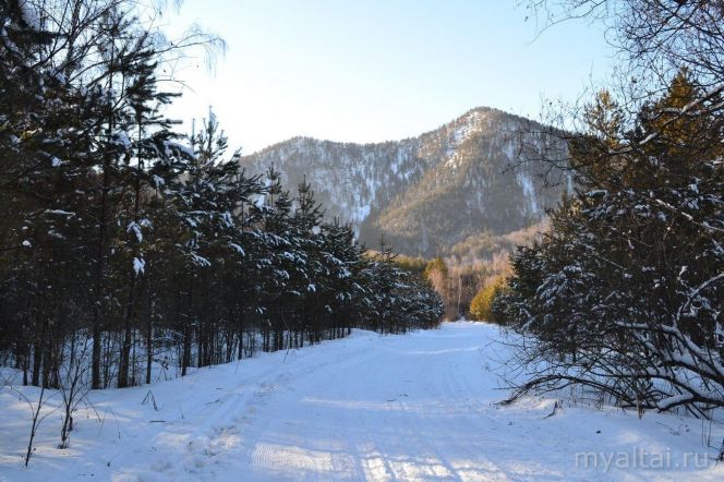 Лыжная трасса биатлонного комплекса «АлтайSKIй» проложена по живописным местам вдоль реки Сосновка. Фото: http://myaltai.ru/