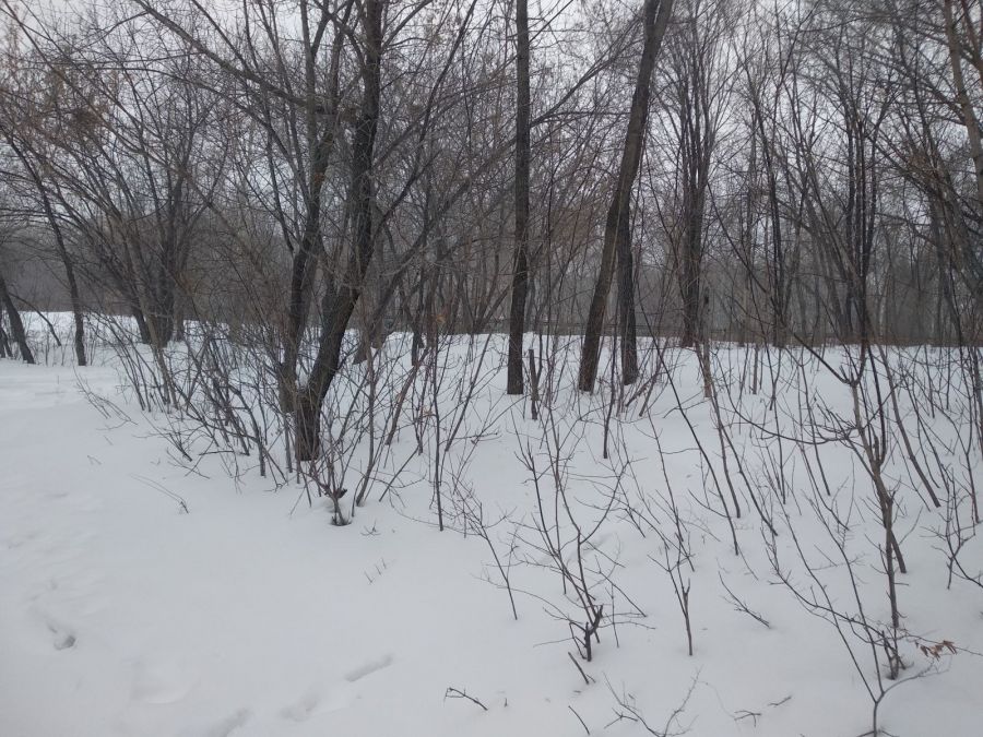 Строим ФОК. Деревья пересаживаем