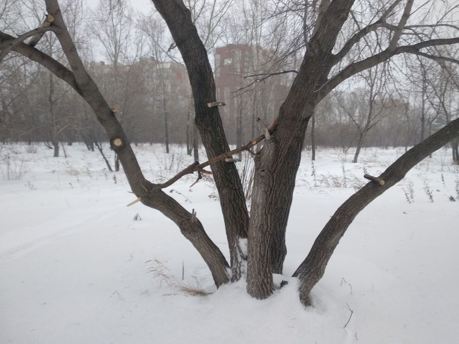 Строим ФОК. Деревья пересаживаем