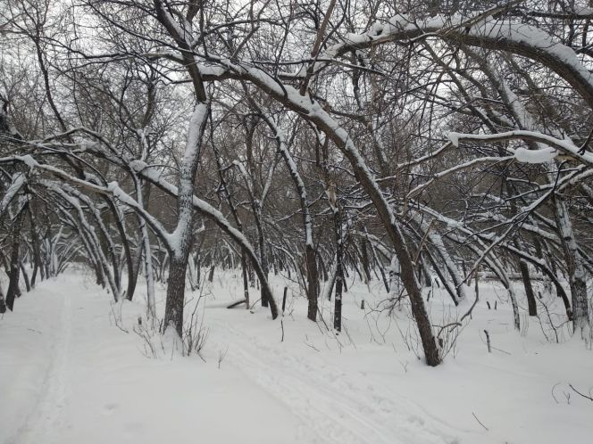 Так выглядит сейчас место, где предполагается строить физкультурно-оздоровительный комплекс 