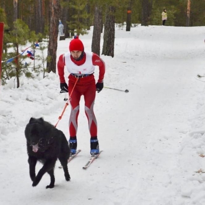 В Барнауле прошли первенство и чемпионат Алтайского края по кинологическому спорту в дисциплине "гонка-буксировка"