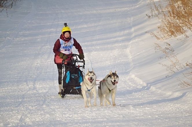 На этапе Кубка России в Омске по снежным дисциплинам ездового спорта алтайские спортсмены выиграли два золота