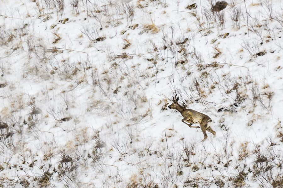 Бежим в горы. Этой весной на Алтае вновь пройдут краевые соревнования «Алтай Чарыш Трейл»