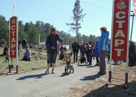 В Барнауле прошли любительские соревнования «Каникросс-2014» (фото).