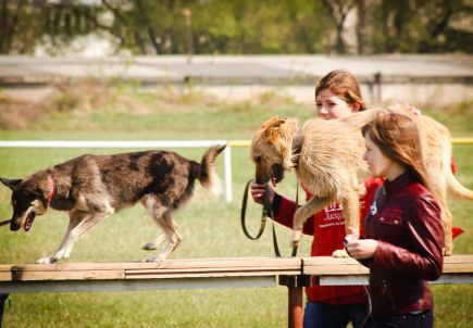 На алтайском ипподроме состоялись соревнования по спортивно-прикладному собаководству "Хвостатый полк" (фото).