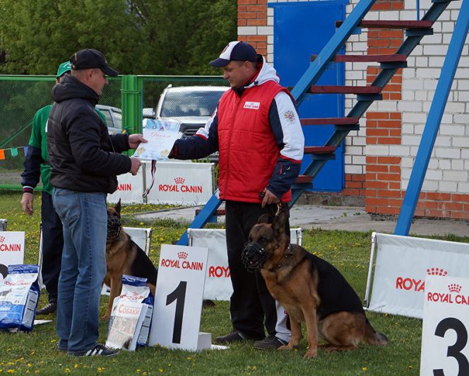 В Новоалтайске прошел открытый чемпионат края по национальным видам дрессировки.