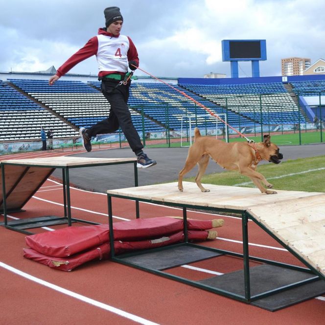 В Барнауле подвели итоги фестиваля кинологического спорта в трех дисциплинах