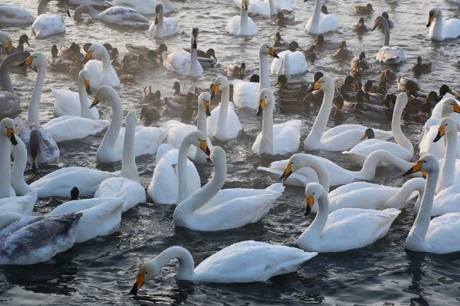 В рамках открытия зимнего туристического сезона "Алтайская зимовка" прошел ряд спортивных мероприятий (фото).